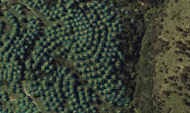 Tree Seedling Detection Using AI